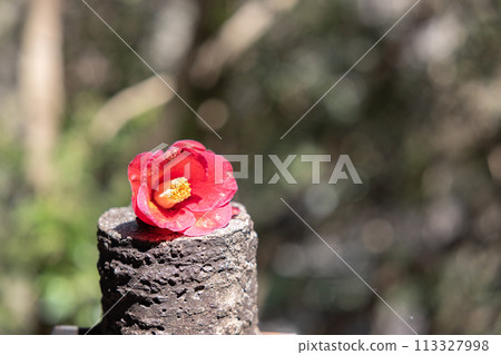 Camellia Falling Flowers Camellia Falling Flowers 113327998