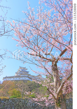 兵庫縣姬路市櫻花盛開和姬路城的景色 113328009