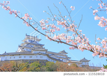 兵庫縣姬路市櫻花盛開和姬路城的景色 兵庫縣姬路市櫻花盛開和姬路城的景色 113328010
