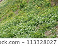 黑岩灘水仙村 水仙 113328027