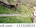 黑岩灘水仙村 水仙 113328033
