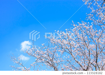 Cherry blossoms, blue sky, flowers, spring image [Isehara City, Kanagawa Prefecture] 113328182