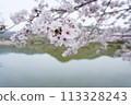廣澤池櫻花 113328243