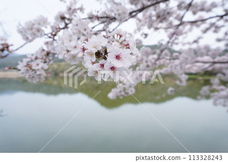廣澤池櫻花 廣澤池櫻花 113328243