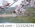 廣澤池櫻花 113328244