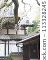 十輪寺成平櫻 113328245