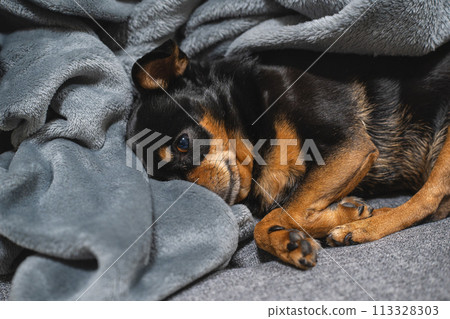 Small dog, Chihuahua, Miniature Pinscher sleeping on the sofa 113328303