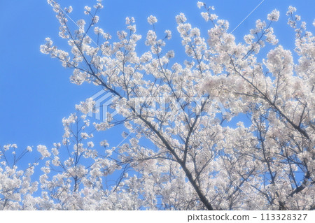 Shimei Yoshino陷入了蔚藍的天空 Shimei Yoshino陷入了蔚藍的天空 113328327