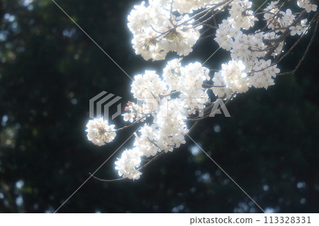 閃閃發光的吉野櫻花花瓣 閃閃發光的吉野櫻花花瓣 113328331