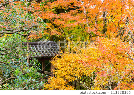 京都市左京區東山區墨蓮山安樂寺境內的紅葉 京都市左京區東山區墨蓮山安樂寺境內的紅葉 113328395