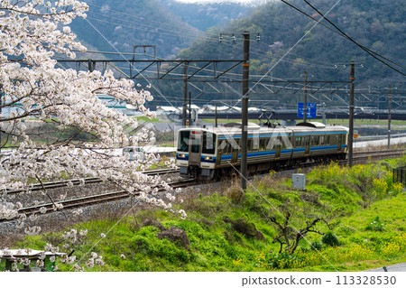 A local train bound for Okayama running on the Hakubi Line along the Takahashi River in spring, Takahashi City, Okayama Prefecture 113328530