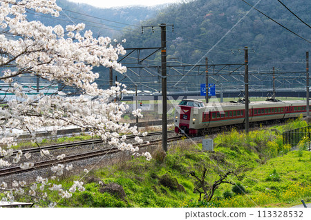 The 381 series Yakumo express train bound for Okayama runs on the Hakubi Line along the Takahashi River in spring in Takahashi City, Okayama Prefecture 113328532