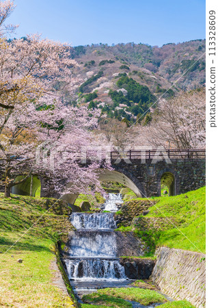 春天的春日峽，櫻花盛開（岐阜縣宜美郡） 113328609