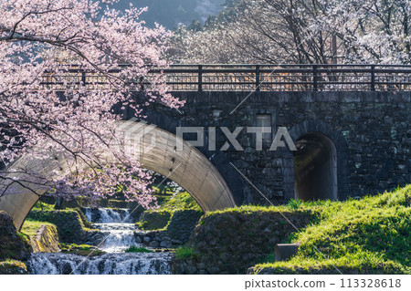 春天的春日峽，櫻花盛開（岐阜縣宜美郡） 113328618