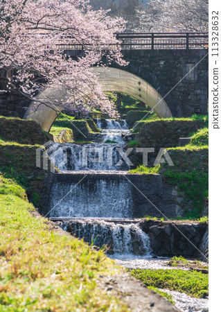 Spring in Kasumigaseki, cherry blossoms in full bloom (Ibi District, Gifu Prefecture) 113328632