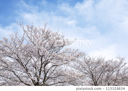 櫻花藍天花春天形象[神奈川縣伊勢原市] 113328634