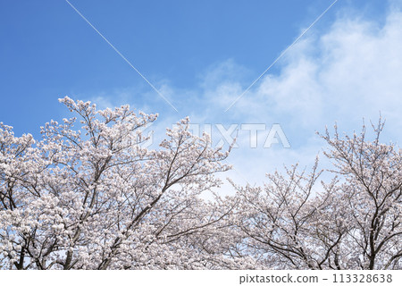 櫻花藍天花春天形象[神奈川縣伊勢原市] 113328638