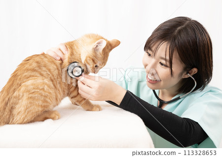 一位女獸醫正在檢查查托拉小貓 113328653