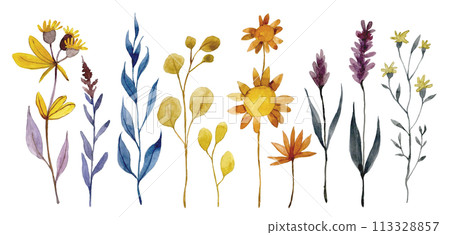 watercolor drawing, set of dry wildflowers, herbs and leaves. autumn herbarium, boho watercolor drawing, set of dry wildflowers, herbs and leaves. autumn herbarium, boho 113328857