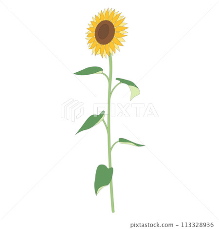 Single sunflower illustration, icon, vector 113328936