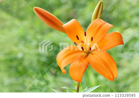 Orange lily, large flower, oriental hybrid, green natural background Orange lily, large flower, oriental hybrid, green natural background 113329595