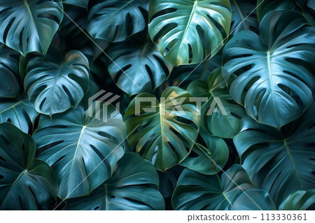 Tropical green leaf background, Monstera deliciosa plant 113330361