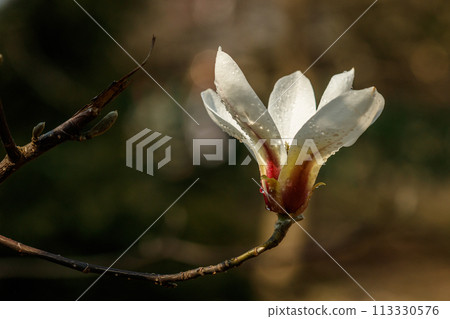 beautiful magnolia flowers with water droplets beautiful magnolia flowers with water droplets 113330576