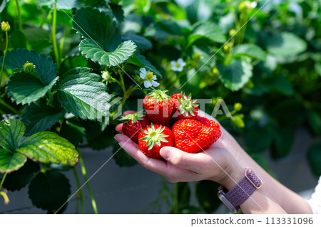 Strawberry picking strawberry house Strawberry picking strawberry house 113331096