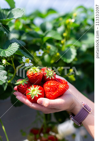 草莓採摘草莓屋 113331097