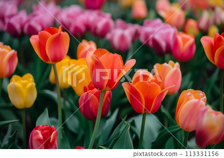 Amazing white tulip flowers blooming in a tulip field, against the background of blurry tulip flowers in the sunset light. 113331156