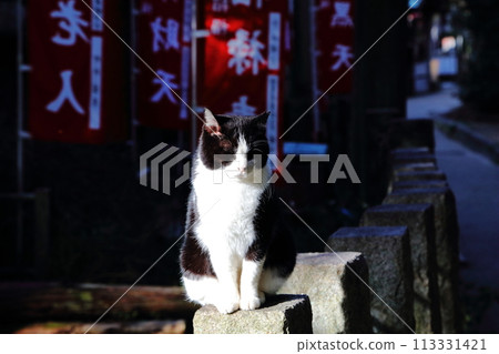 坐在神社石柱上的貓 坐在神社石柱上的貓 113331421
