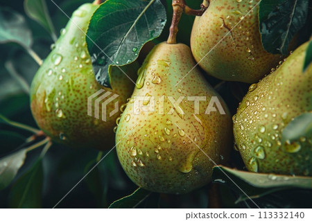 Ripe pears on the tree in the garden. Close up. Ripe pears on the tree in the garden. Close up. 113332140