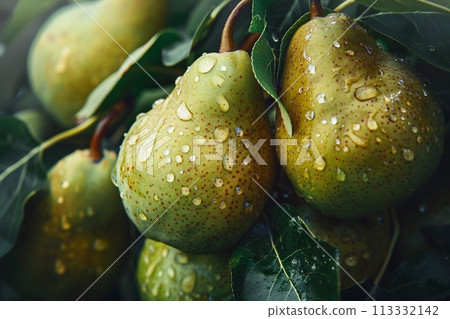 Ripe pears with water drops on green leaves, closeup Ripe pears with water drops on green leaves, closeup 113332142