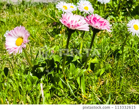 Delicate white and pink Daisies or Bellis perennis flowers on green grass. Lawn Daisy blooms in spring Delicate white and pink Daisies or Bellis perennis flowers on green grass. Lawn Daisy blooms in spring 113332615