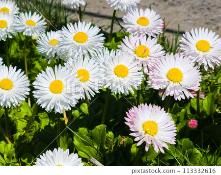 Delicate white and pink Daisies or Bellis perennis flowers on green grass. Lawn Daisy blooms in spring Delicate white and pink Daisies or Bellis perennis flowers on green grass. Lawn Daisy blooms in spring 113332616