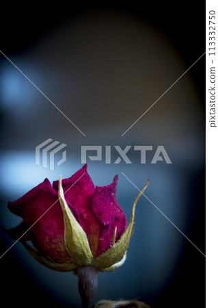One yellow rose and two dried red ones One yellow rose and two dried red ones 113332750