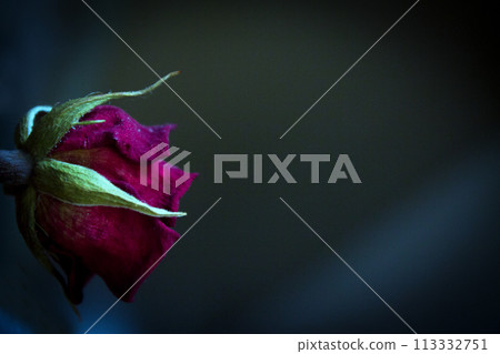 One yellow rose and two dried red ones One yellow rose and two dried red ones 113332751