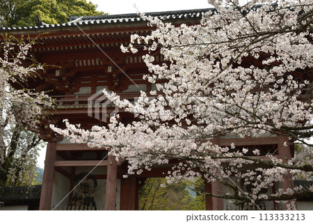 醍醐寺仁王門和櫻花 113333213