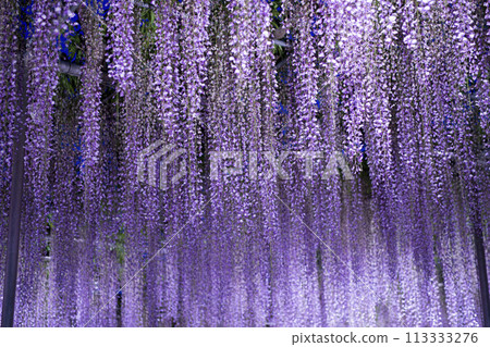 美麗的紫藤花 113333276