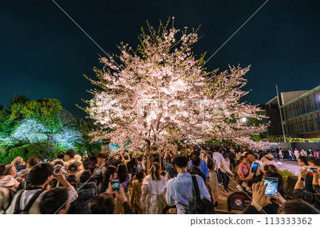 日本東京城市景觀，櫻花盛開。千鳥淵的燈光即將熄滅，但7日的參觀人數卻令人驚訝。 113333362
