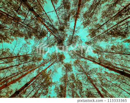 Bottom view of tall old trees in evergreen pine forest, Blue sky 113333365