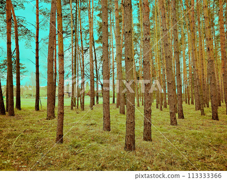 Beautiful view from inside of Polish forest through green forest trees Beautiful view from inside of Polish forest through green forest trees 113333366
