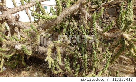 Cactus plants in full bloom along a wall of an old house. 113333418