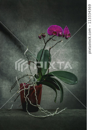 Phalaenopsis orchid bush in a pot on a dark background 113334369