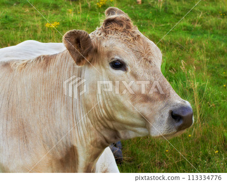 One hereford cow sitting alone on farm pasture. Portrait of hairy animal isolated against green grass on remote farmland and agriculture estate. Raising live cattle, grass fed diary farming industry One hereford cow sitting alone on farm pasture. Portrait of hairy animal isolated against green grass on remote farmland and agriculture estate. Raising live cattle, grass fed diary farming industry 113334776