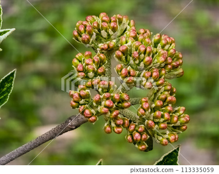 Flower buds of leatherleaf viburnum, Viburnum rhytidophyllum in early spring 113335059