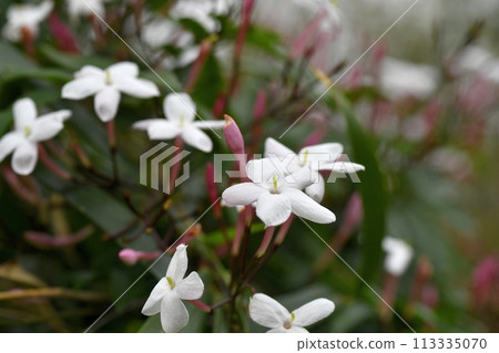羽衣茉莉花 Sokei 113335070