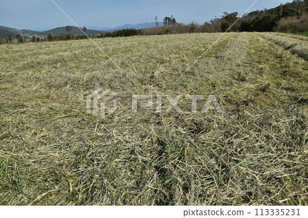 燕麥田 113335231