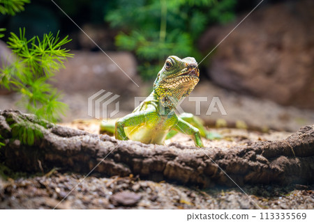 A Chinese Water Dragon, Physignatus cocincinus, perches attentively on a sunlit log, its scales shimmering in the natural light. A Chinese Water Dragon, Physignatus cocincinus, perches attentively on a sunlit log, its scales shimmering in the natural light. 113335569