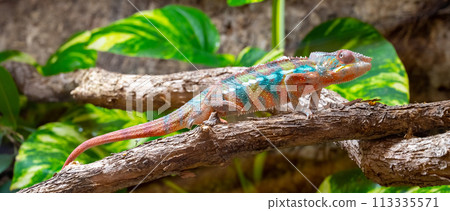 A vividly colored chameleon is perched on a branch, blending with the surrounding foliage. 113335571